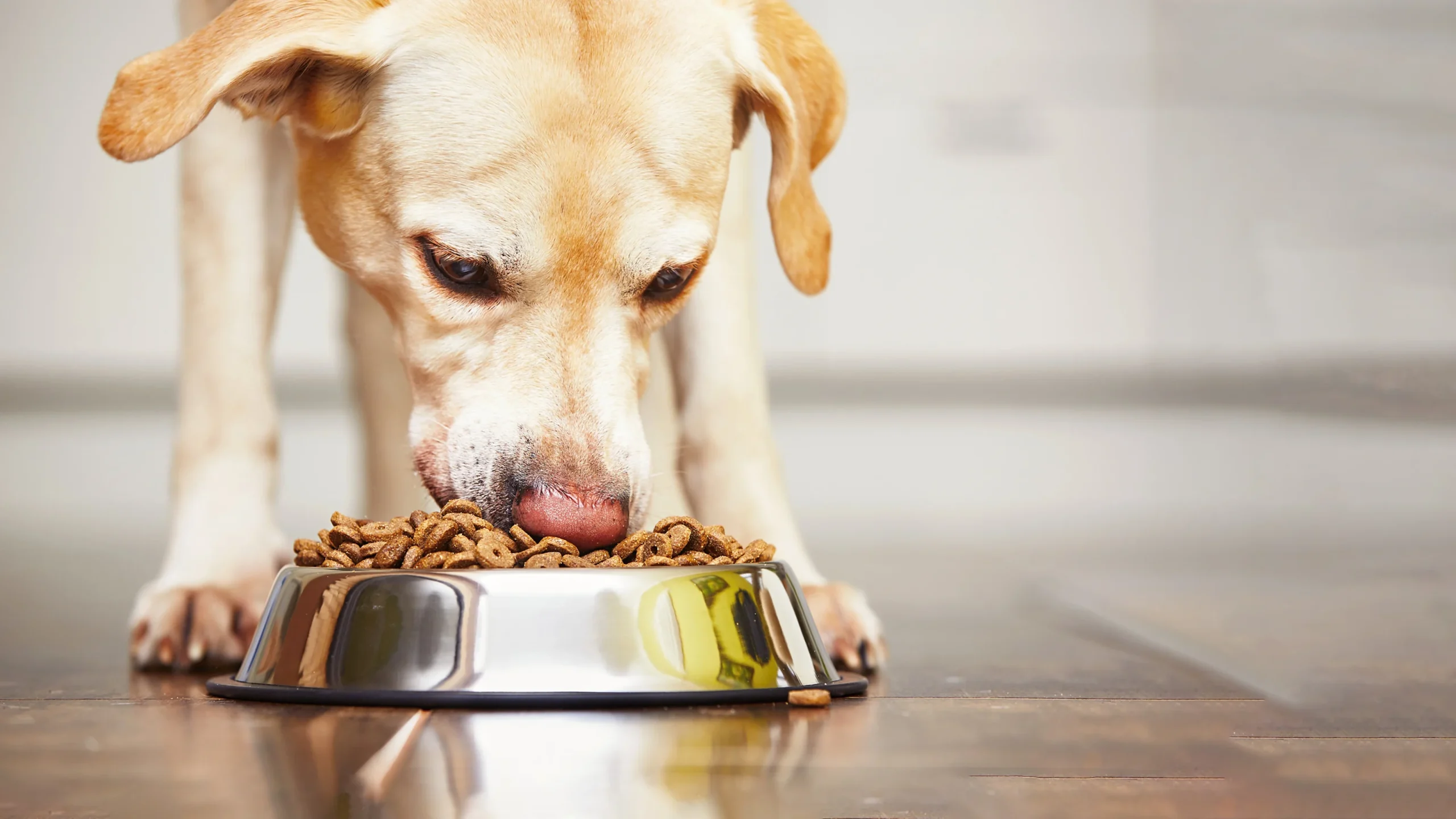 Where to Buy Badlands Ranch Dog Food Near You