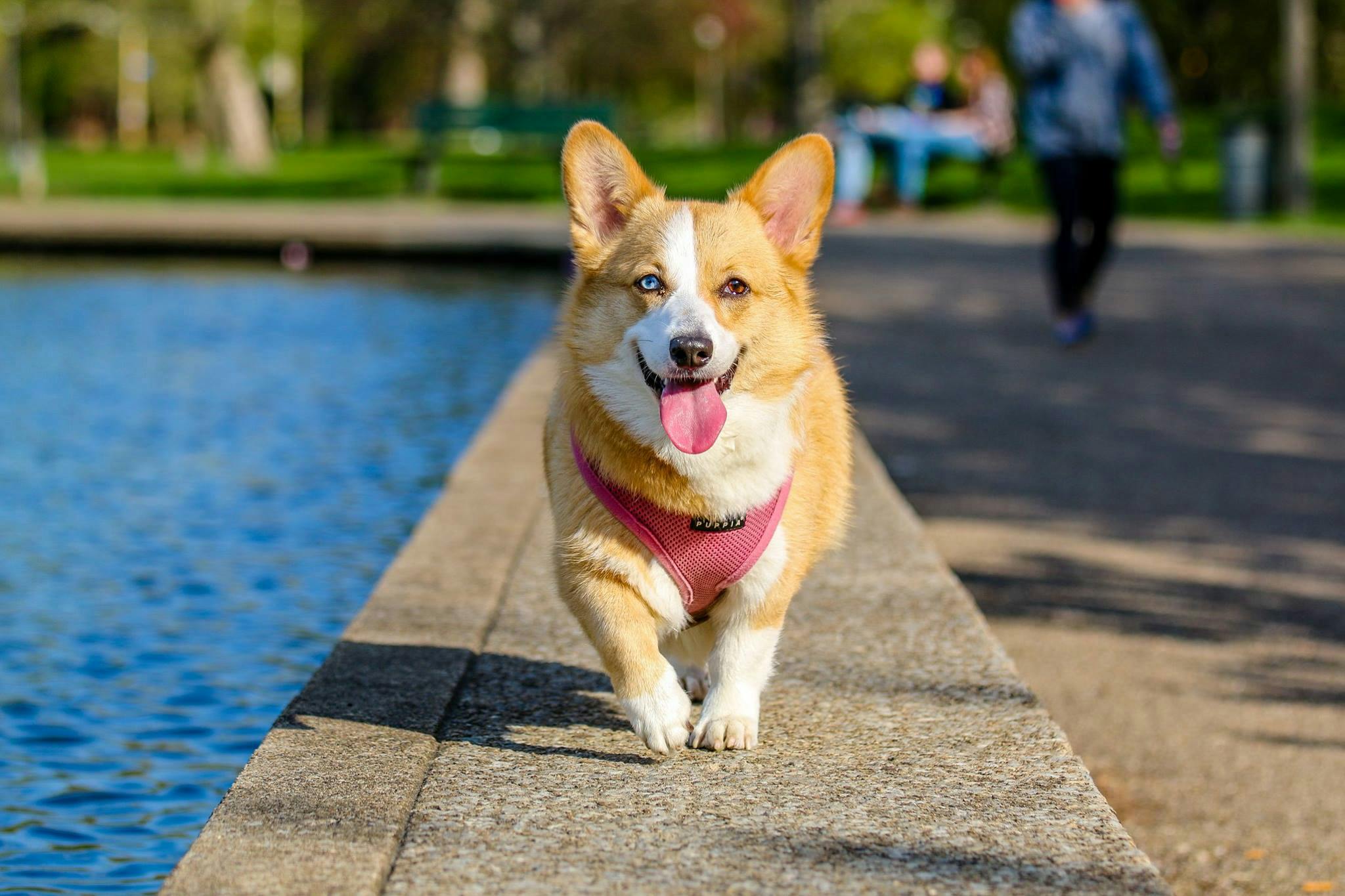 Dog Poop Pickup Services for a Spotless Lawn